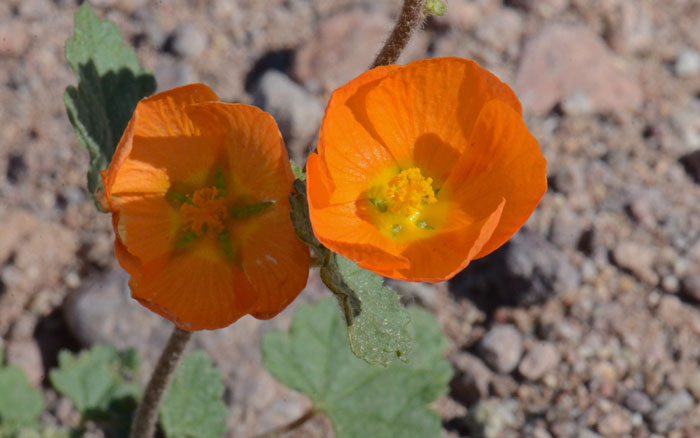 Sphaeralcea coulteri, Coulter's Globemallow Sphaeralcea coulteri, Coulter's Globemallow